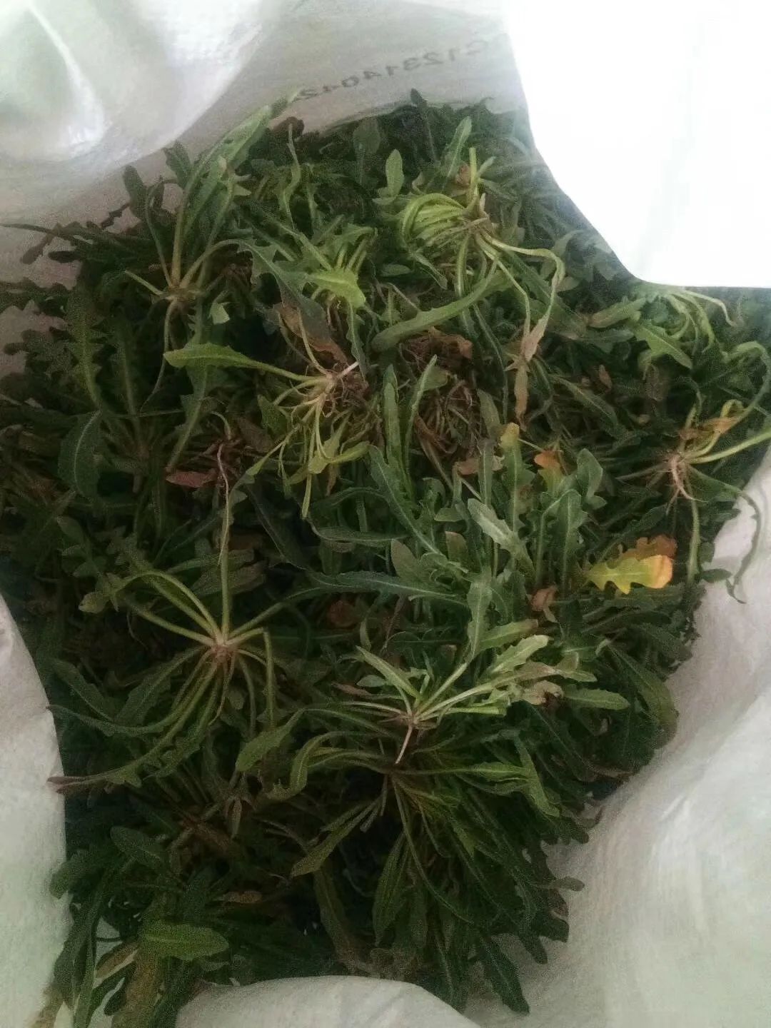 地菜俗称nianjie应该写作野荠吧其学名当为荠菜