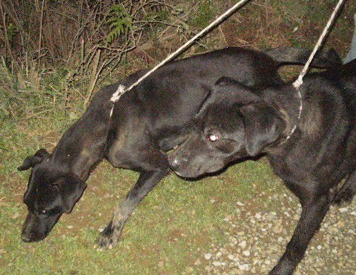 原创中华山地名猎凉山猎犬