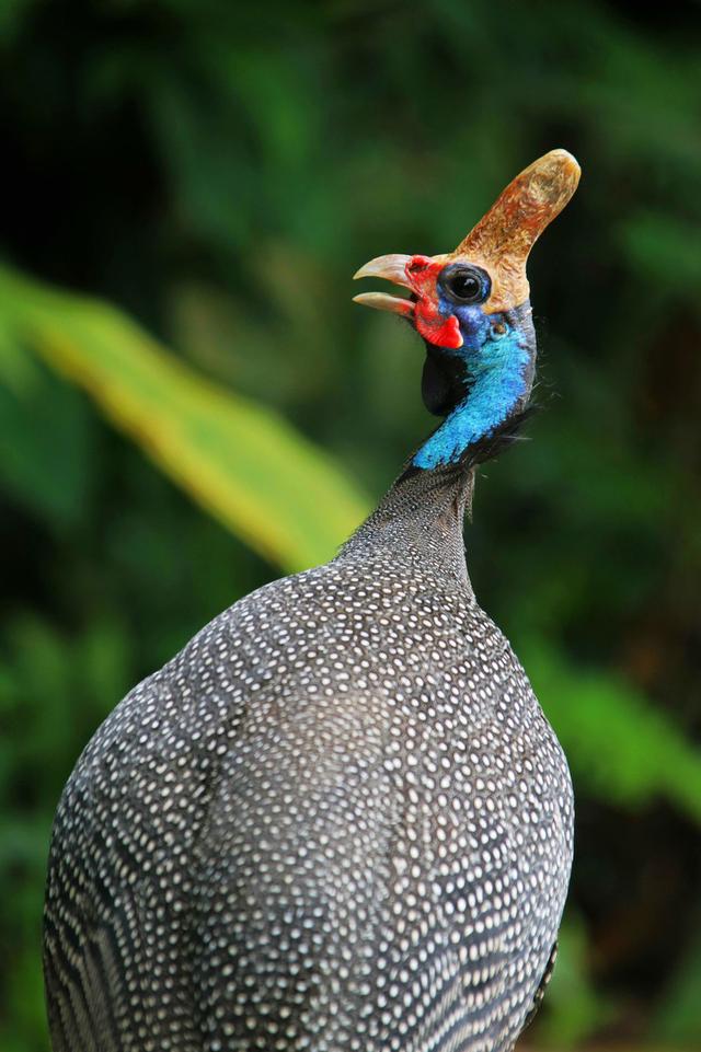 "图"个明白_鹦鹉