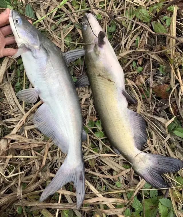 美国引进的新鱼种叉尾鮰该如何垂钓是否对本地鱼种构成威胁