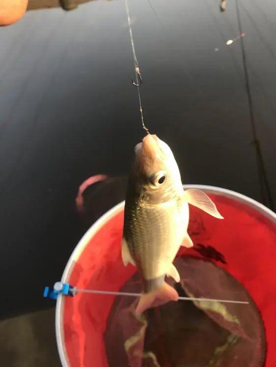 本汀希玥开光意外爽爆鲮_鲮鱼