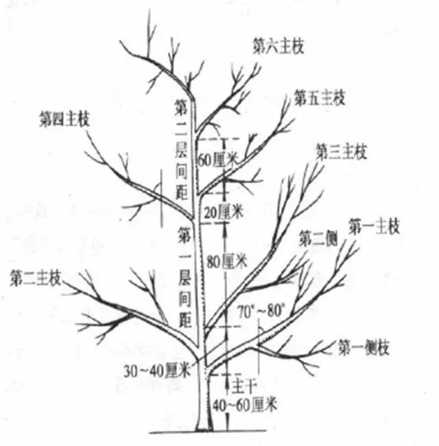 枣树如何修剪图片