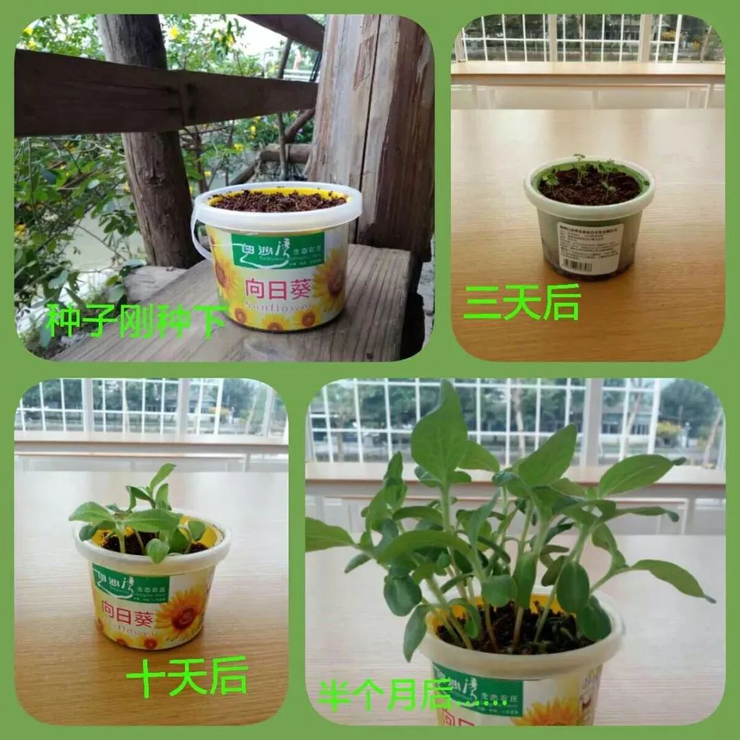 把春天带回家小花农罐头花带娃体验浇水发芽开花全过程