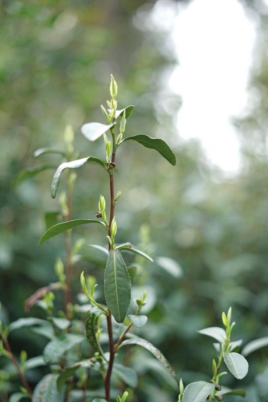 碧螺春茶树在花果相间种植,茶吸果香,花窨茶味,使得碧螺春与生俱来