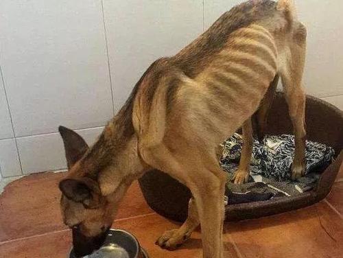 神经症状8,犬丝虫病主要症状:浮肿,腹部膨隆,腹泻,贫血7,蛋白漏出性