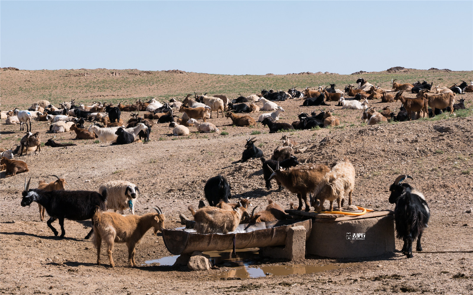 原创最豪爽的邻国一言不合送中国3万只羊虽然九牛一毛但是厚礼