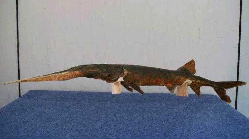 从未遇见听闻已是永别在博物馆中寻找逝去的长江白鲟