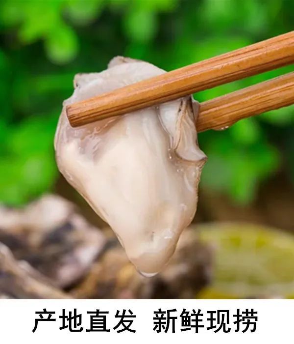 爱心助农继续青岛本地肥美海蛎子当天现捞产地直销45元6斤