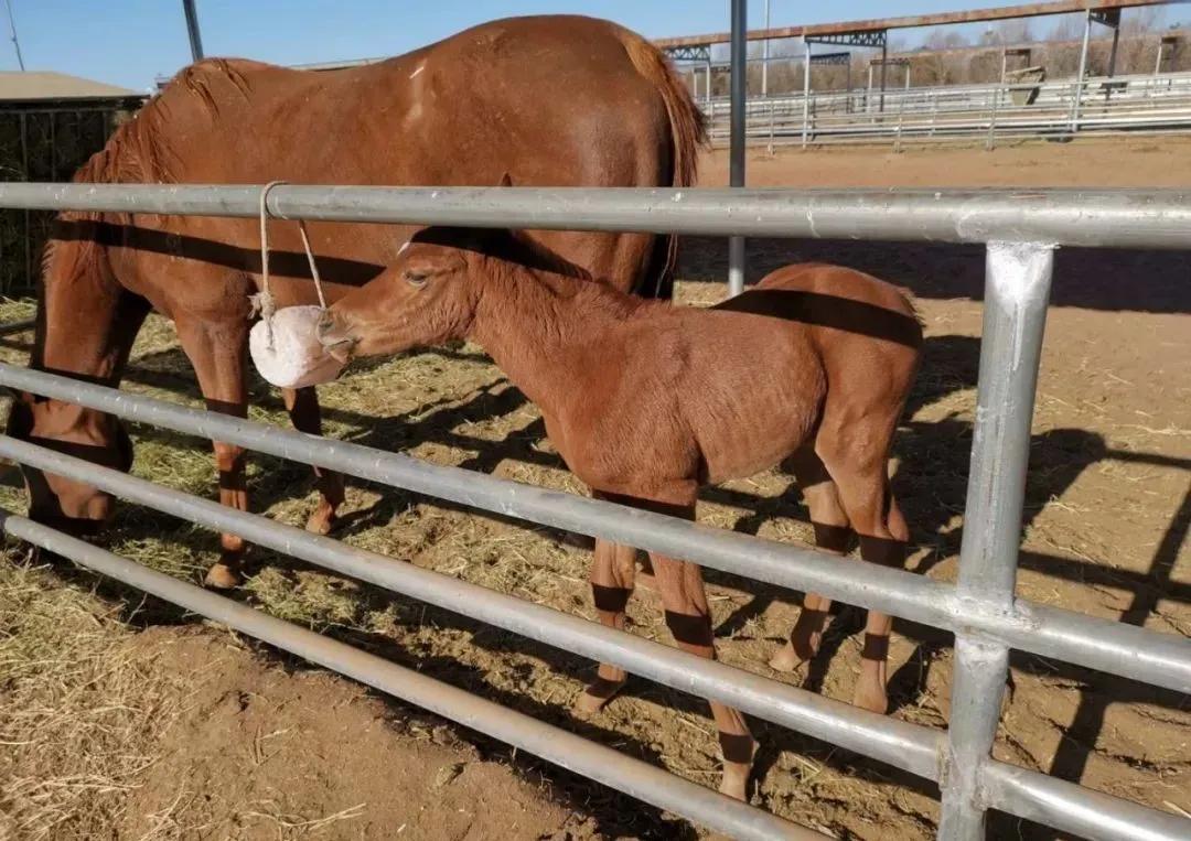 大陆赛马网内蒙古伊泰大漠马业种公马北方大佬两匹子嗣鄂尔多斯降生