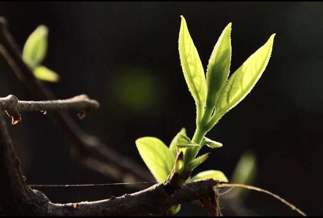 绿芽是春天的希望