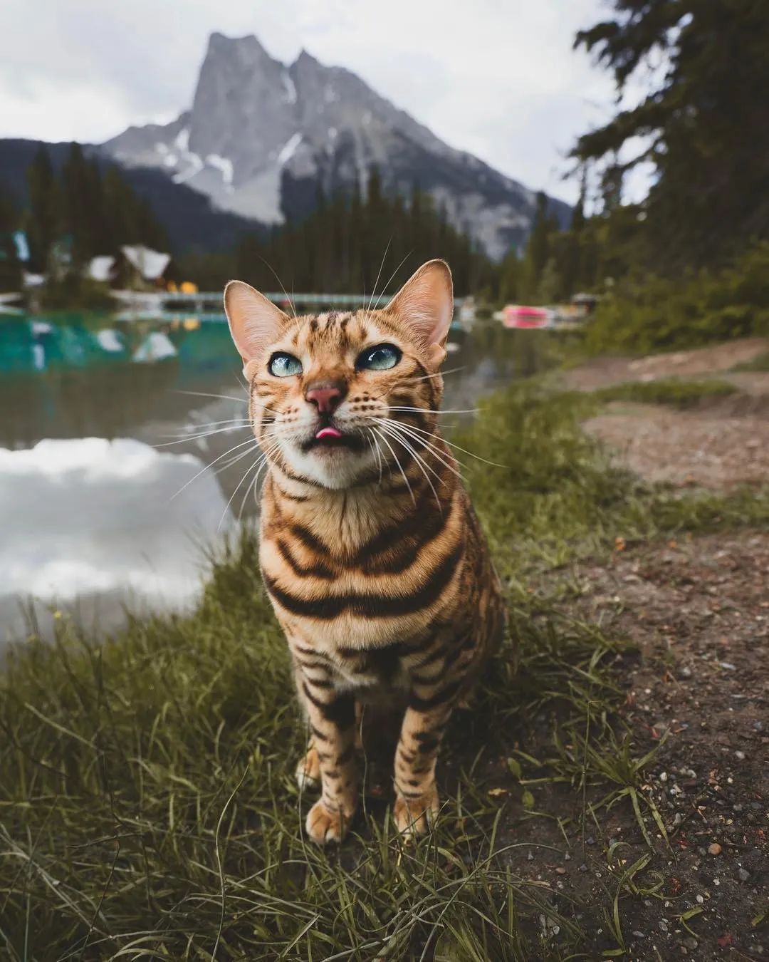 它已经旅行过十几个国家了,当你看到这只来自加拿大的孟加拉猫suki时