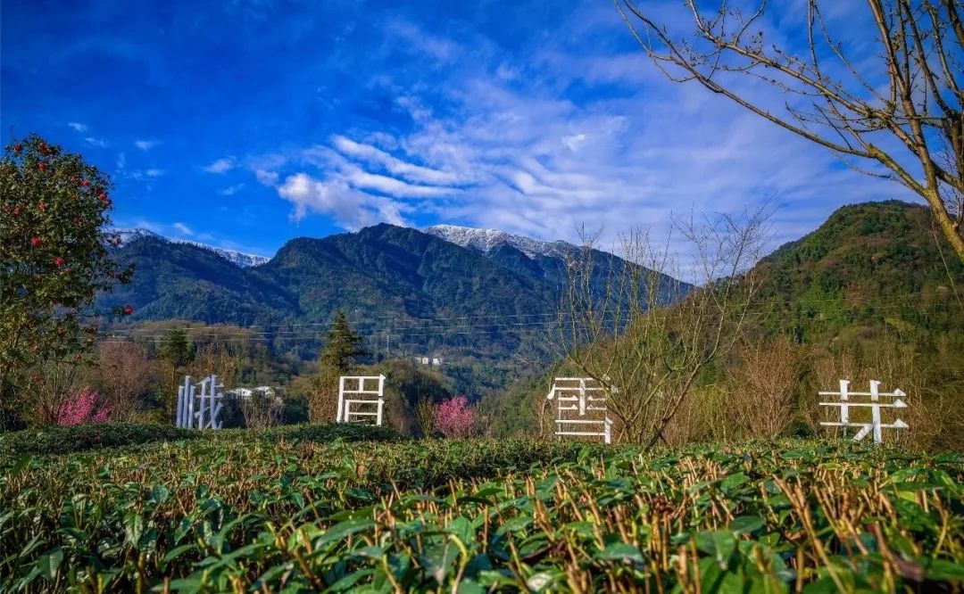 峨眉雪芽搶鮮上市打包一份來自仙山的春意給你