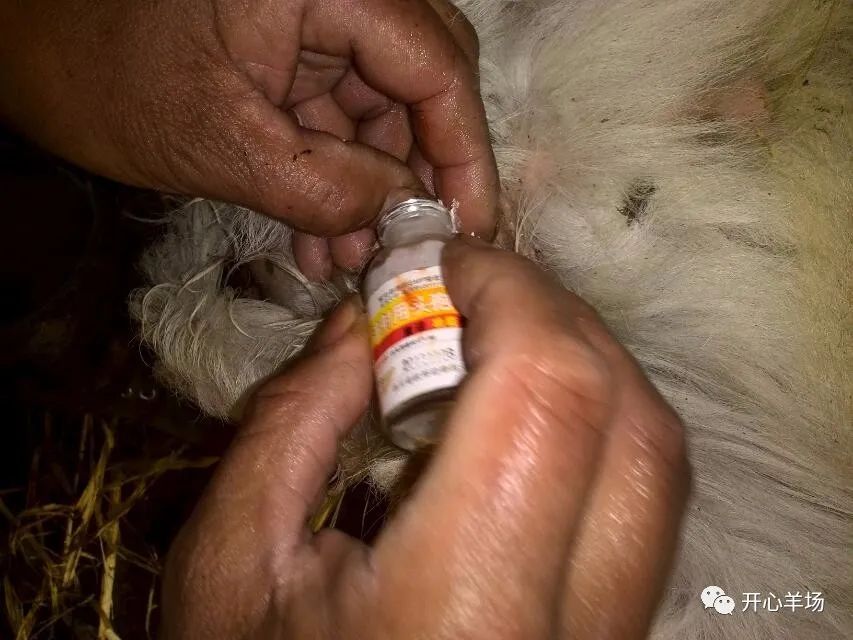 养羊户自己阉羊全过程快来看