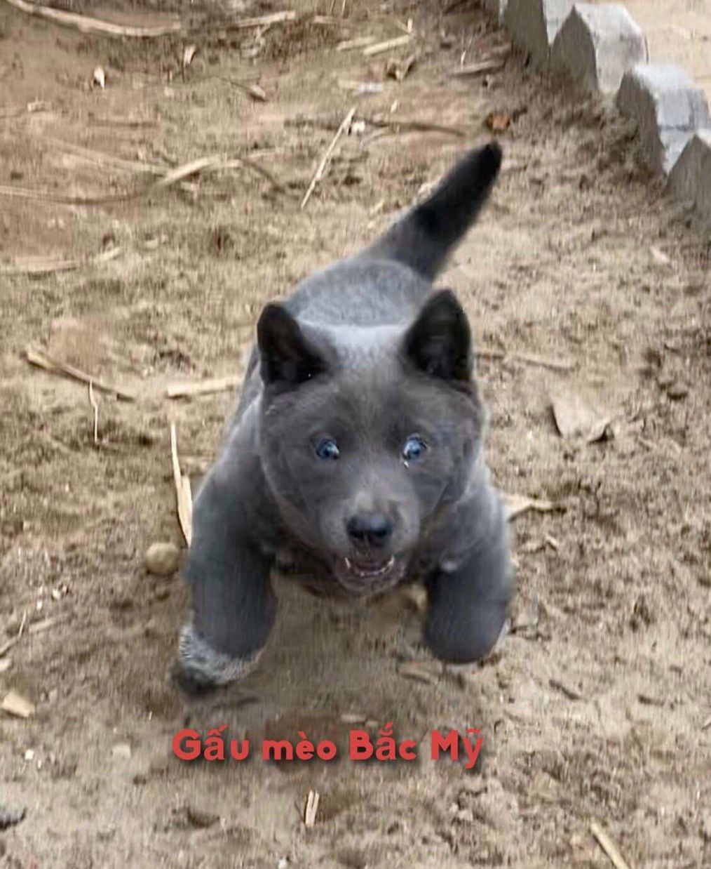 网友傻傻分不清_杜伊