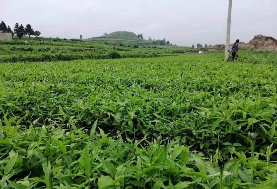 16中药材:冬花等中药材(冬花,柴胡,板蓝根,连翘,黄芩,淫羊藿,苦参等)