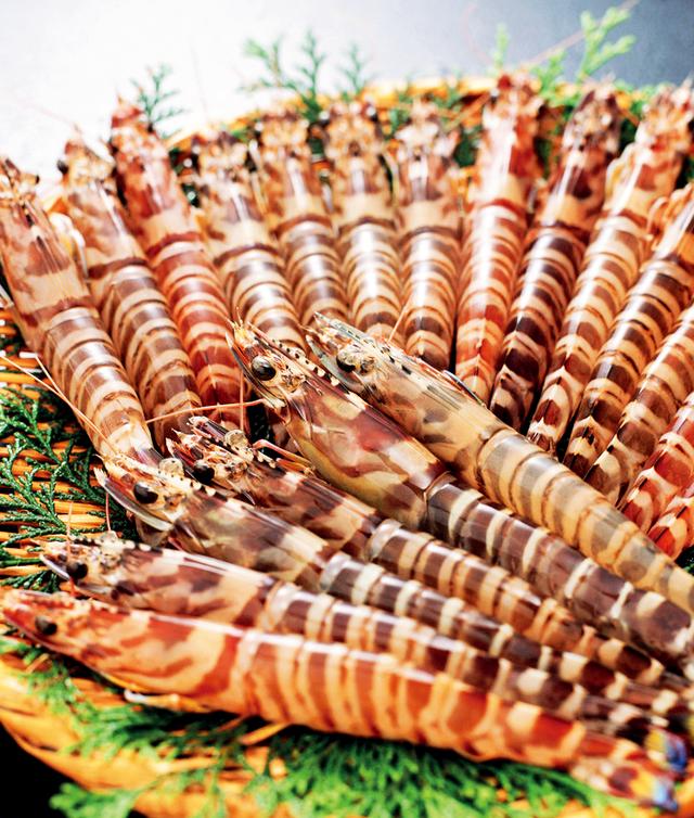 工厂化反季养殖日本对虾在新年和春节销售可获取较丰厚的利润