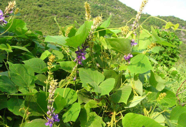 葛根是豆科植物葛的块根,属多年生植物,其花为淡紫色,呈不规则的扁长