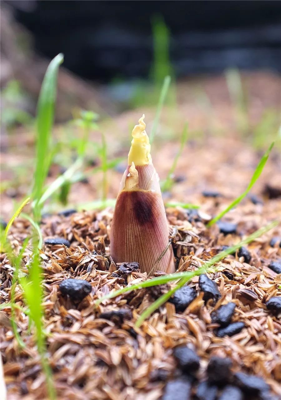 不时不食 · 笋梁实秋:《笋》我们中国人好吃竹笋.诗大雅.