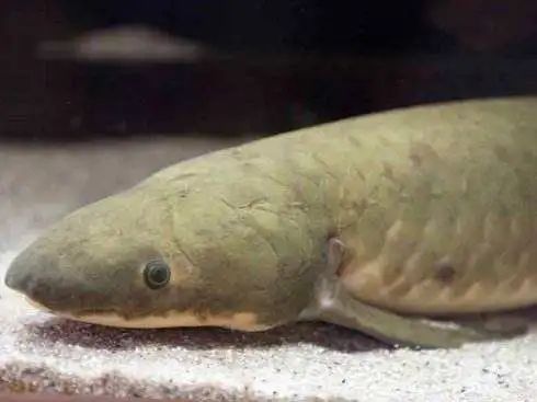 每日一鱼澳洲肺鱼体呈长桶形口中有齿板