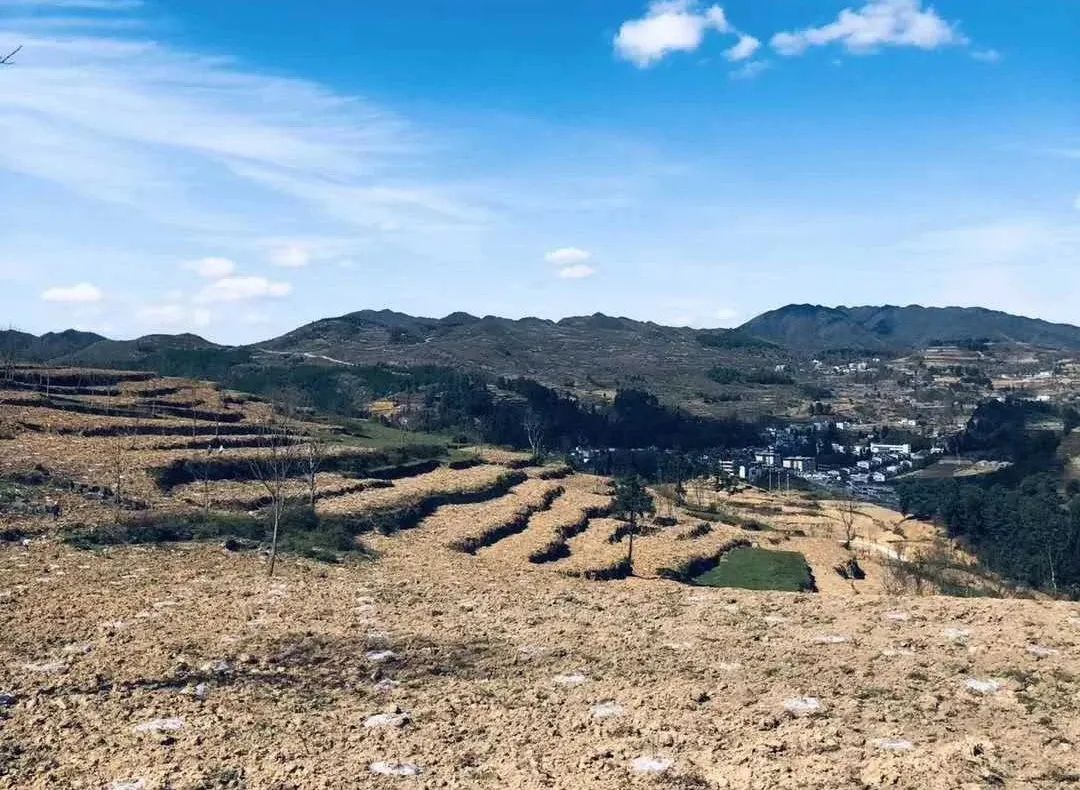 把时间抢回来把损失补回来大方县兴隆苗族乡种希望苗乡春耕忙