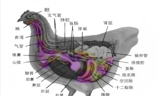 母鸡结构图图片