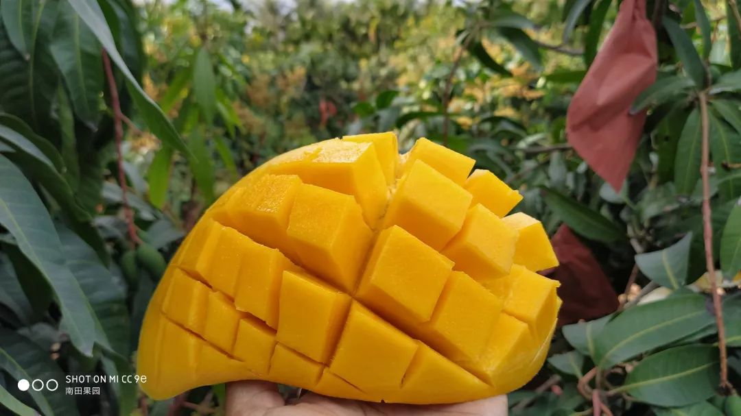 助农特别战队第二批金煌芒果上架啦78元10斤顺丰送到家