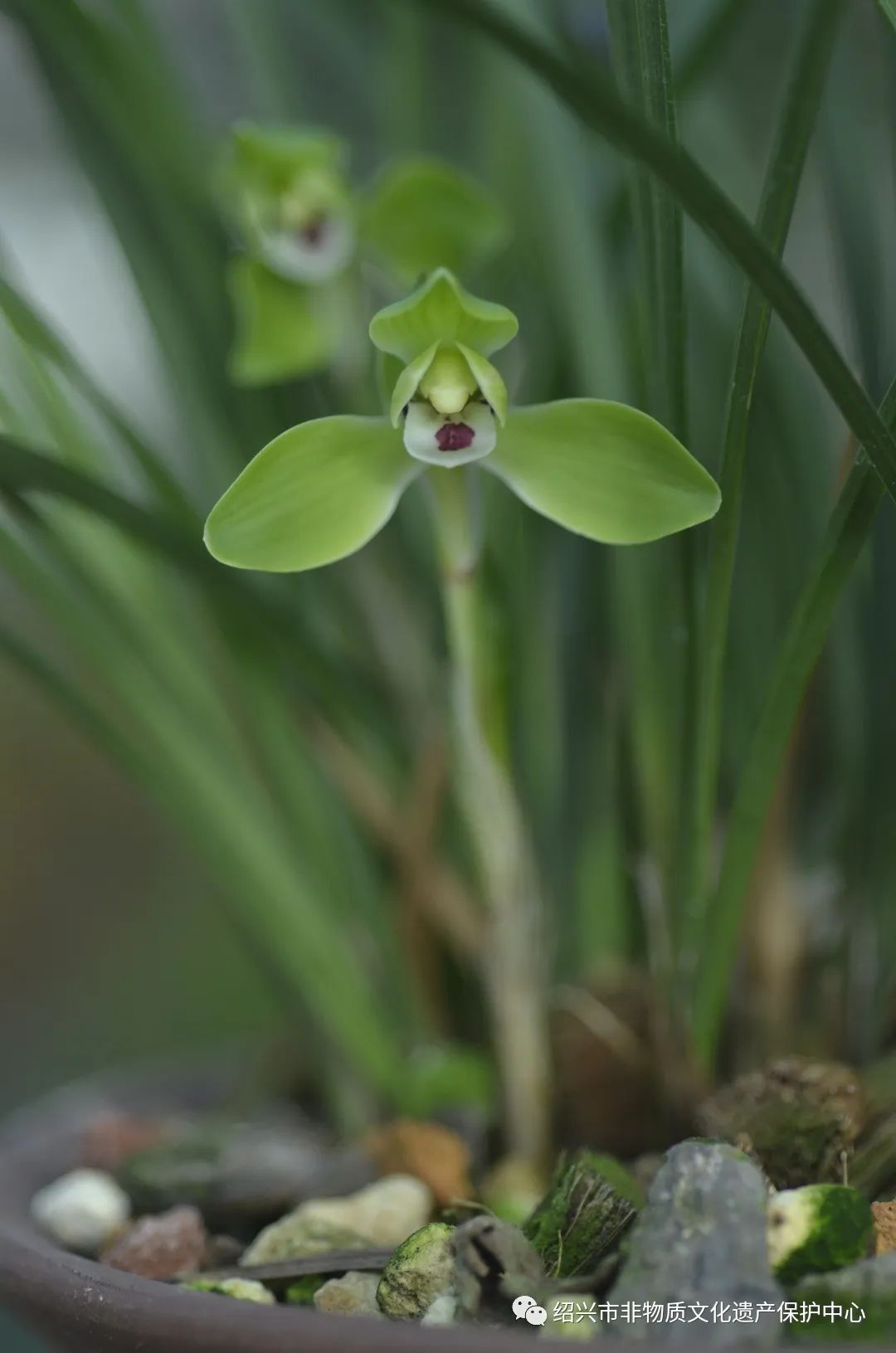 发现非遗之美 | 绍兴艺兰 · 春兰的鉴赏_兰花