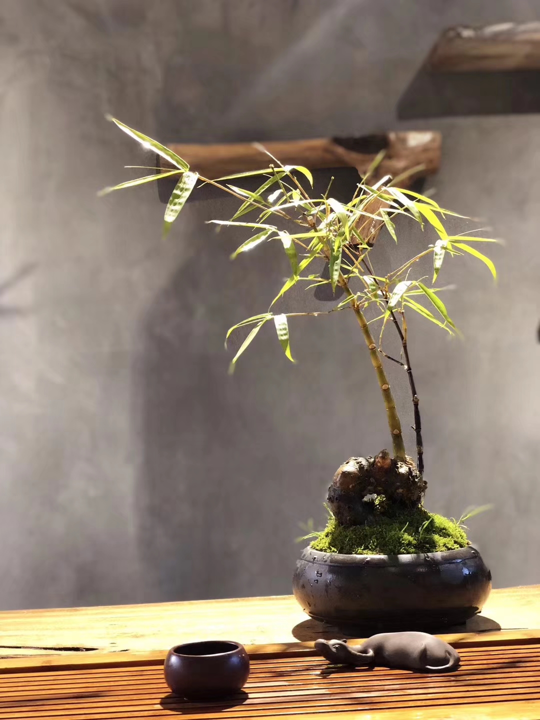 竹文化:如何区分散生竹,丛生竹和混生竹