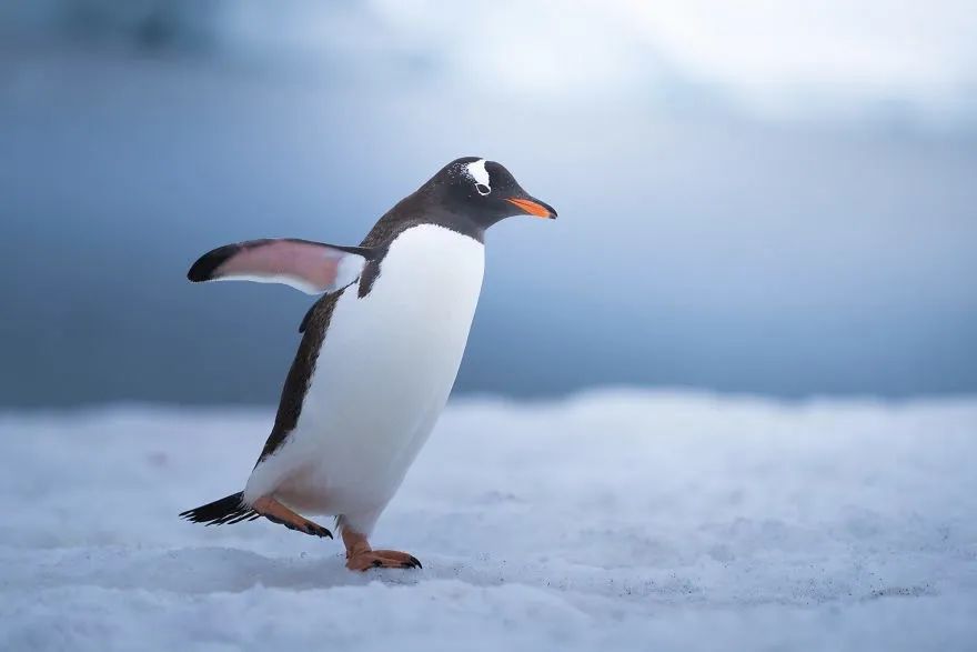 跟摄影师一起去南极看企鹅