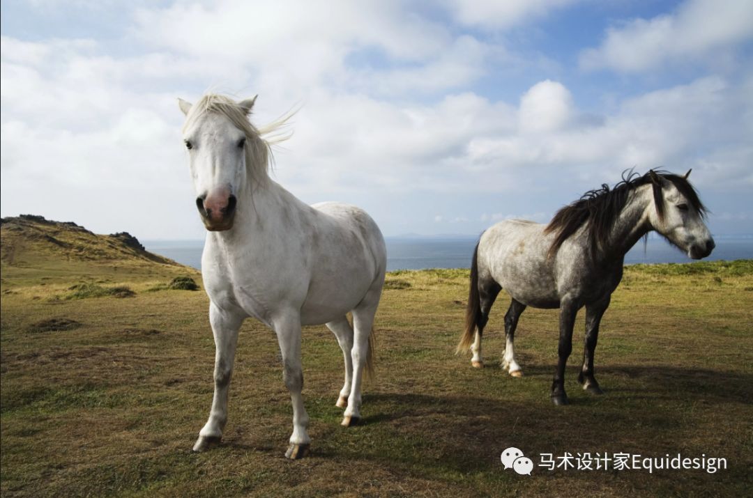 你看到的大多数白马出生时的颜色要深得多,这些"白色"的马一开始可能