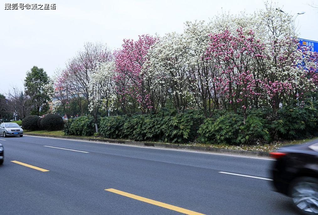 宁波有条开满玉兰花的路行在路上穿越花海里