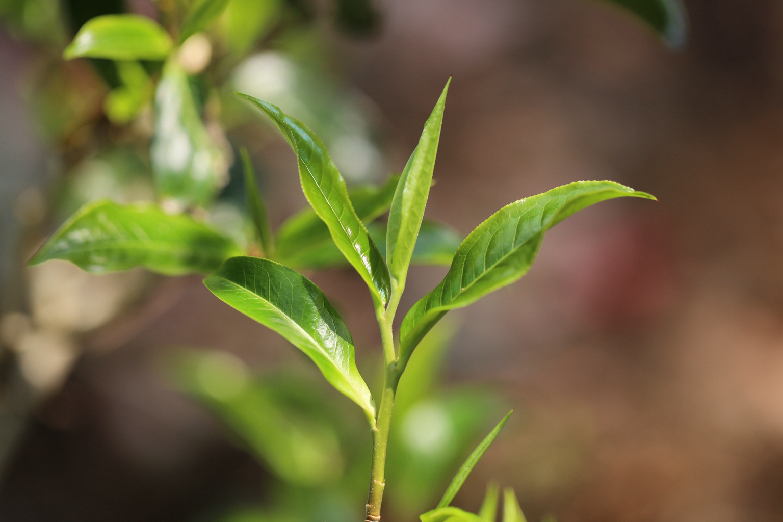 春茶将至,了解这些普洱古树茶知识防止被坑!_茶树