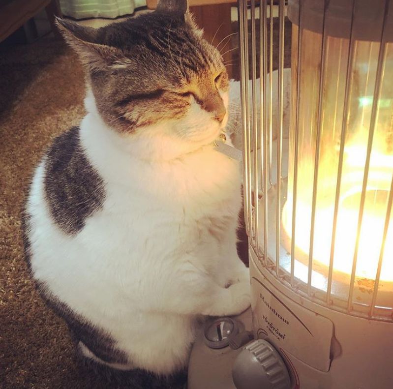 猫表情包烤火图片