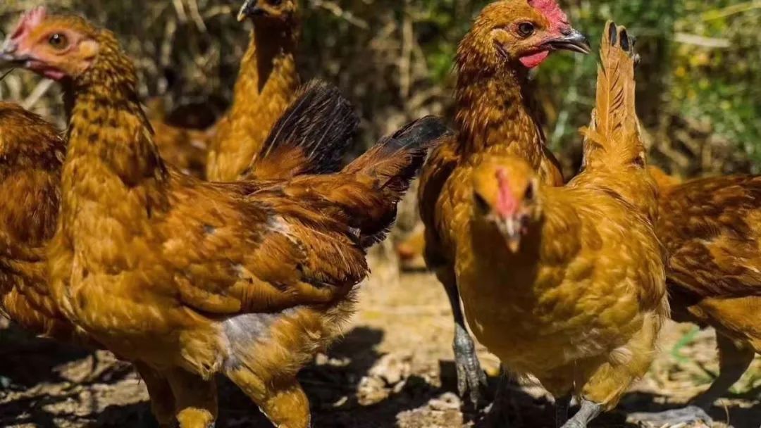 吃鸡吃激素央视曝光真相居然是这样的