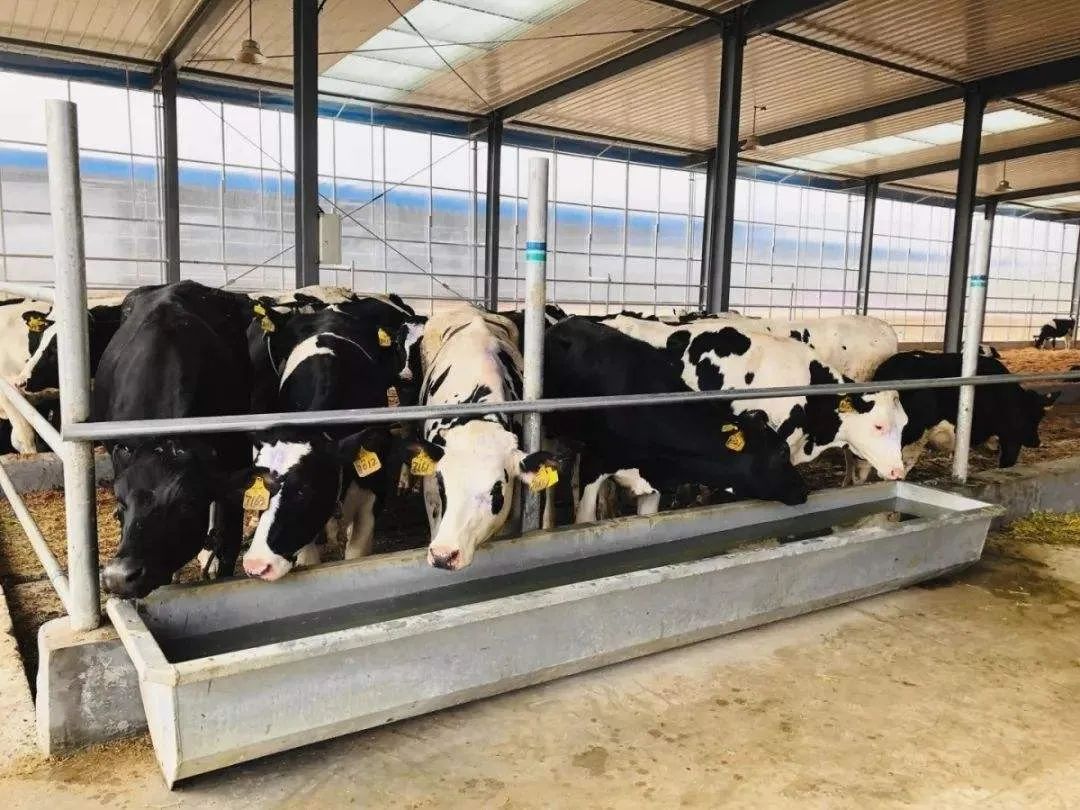 南宁市区全城配送93元原价117元皇氏乳业牛奶套餐125元150元皇氏乳业