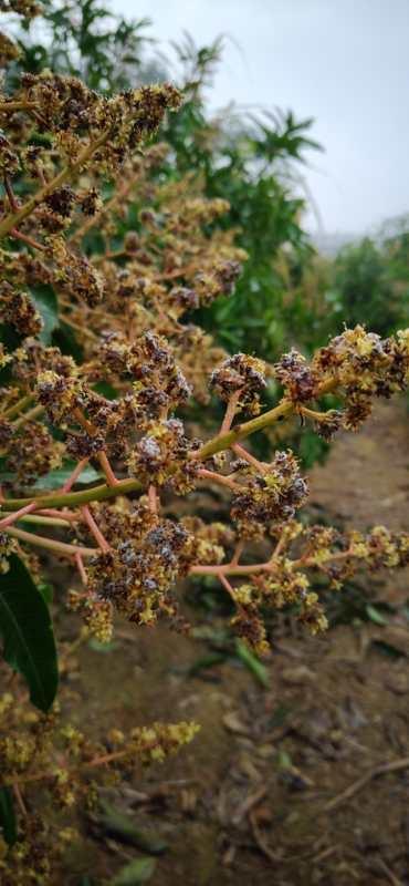 芒果白粉病是芒果花期的主要危害您做好防治措施了嗎