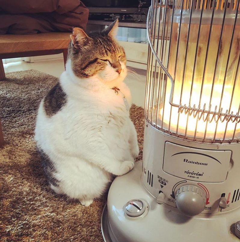 ins上烤火猫爆红获赞超100w网友又羡慕又妒忌