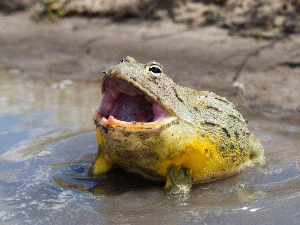 世界上最大的青蛙弹跳力惊人身长超1米