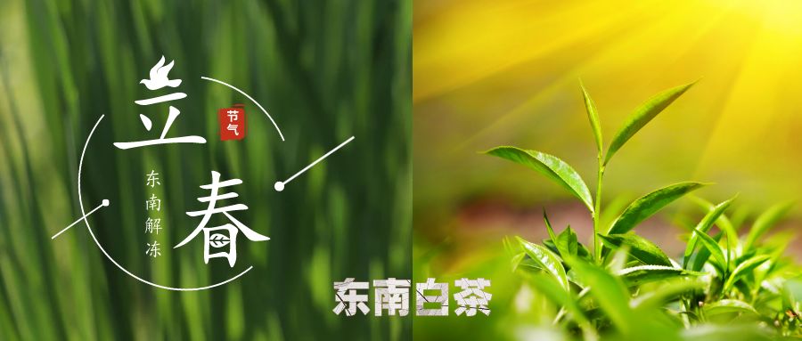 清香悠悠白牧丹 闻香品茗如八仙老白茶中生叶味 神韵精髓陶亦然