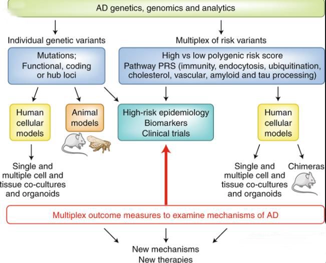阿尔茨海默病遗传的多重模型