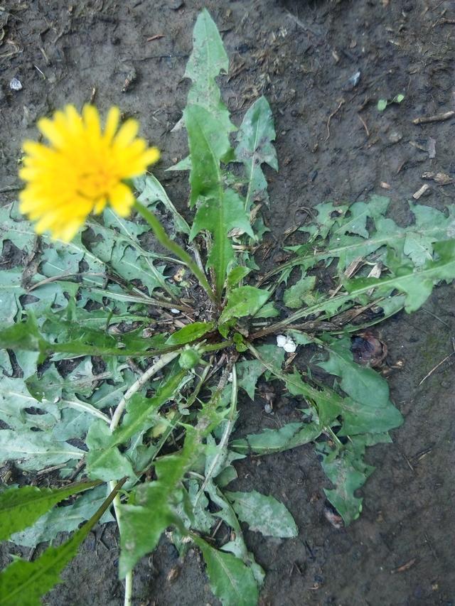 蒲公英遇到它简直就是绝配消炎杀菌还能帮助排除体内毒素