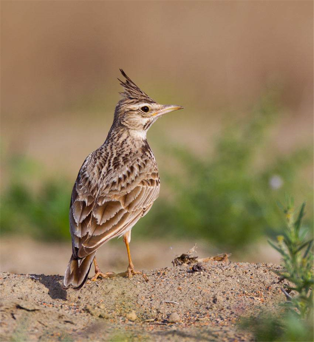 原创俄罗斯地下7米冻土层发现46万年前鸟木乃伊体型保存完好