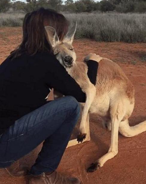 袋鼠狂扑向女子吓坏围观群众看到最后这表情亮了