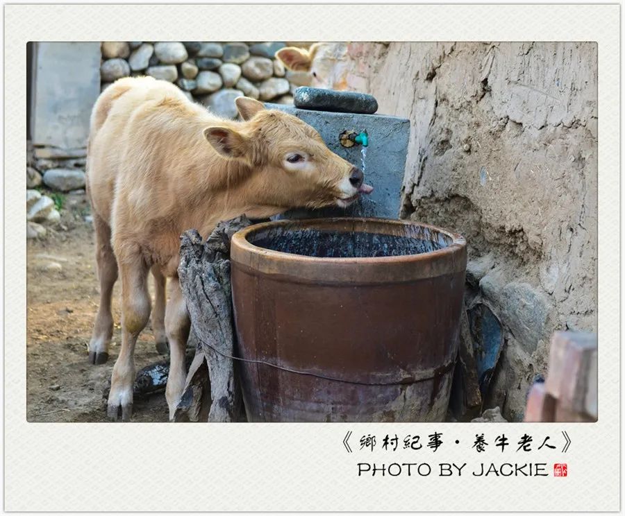 屈伟力 | 乡村纪事 | 养牛老人 | 摄影图片记