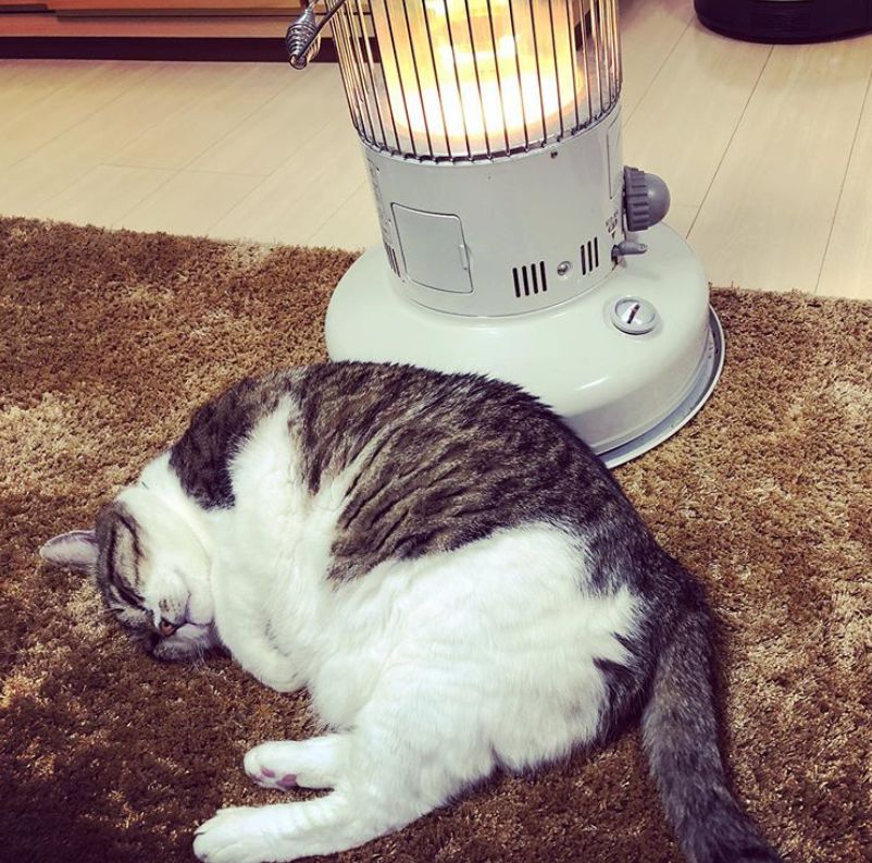猫烤火的搞笑图片图片