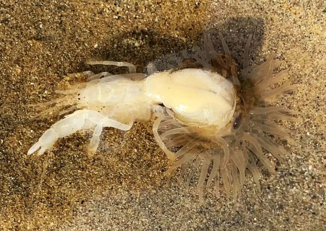 它们可能是一只萤火虫,一只长喙天蛾,一只螳螂,一只蝴蝶,甚至一只粪