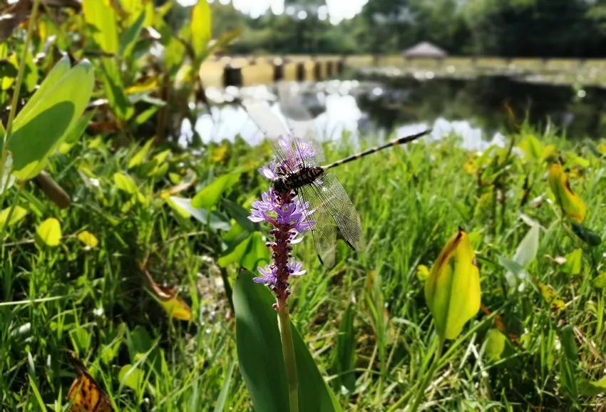 寻找见证者全国城市生物多样性征集活动来啦让人与自然和谐相处