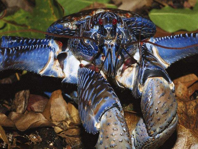 世界上最大的巨型椰子蟹你敢吃吗