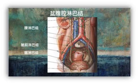 盆腹腔淋巴結及血管——醫生的繪畫訓練