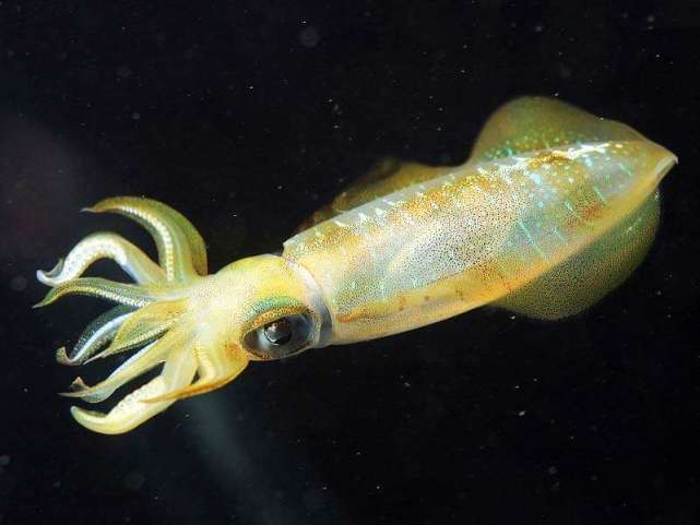 能在海面上进行类似"飞行"的动物还有属于头足类软体动物的乌贼.